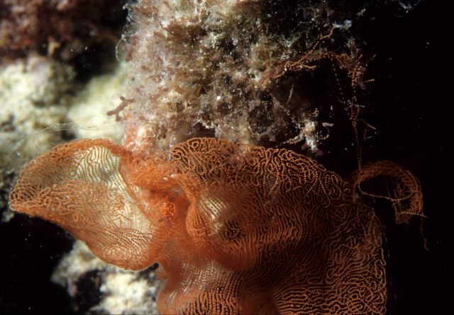 One Tree Reef Picture