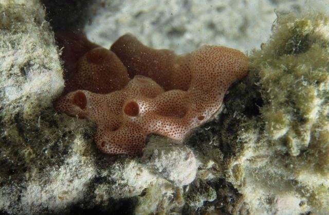 One Tree Reef Picture