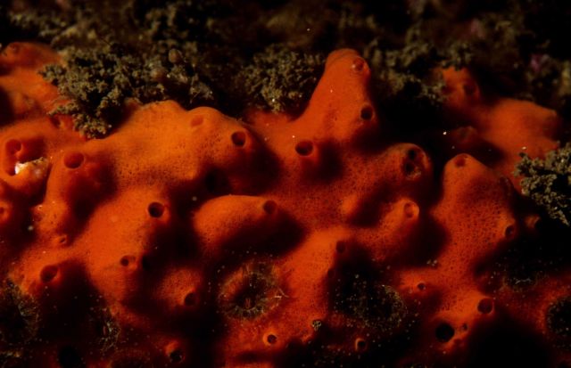 One Tree Reef Picture
