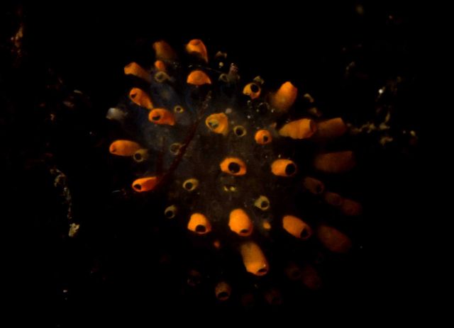 One Tree Reef Picture