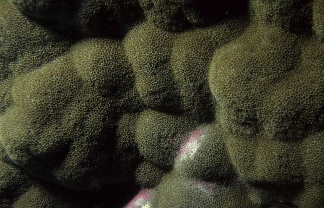 One Tree Reef Picture
