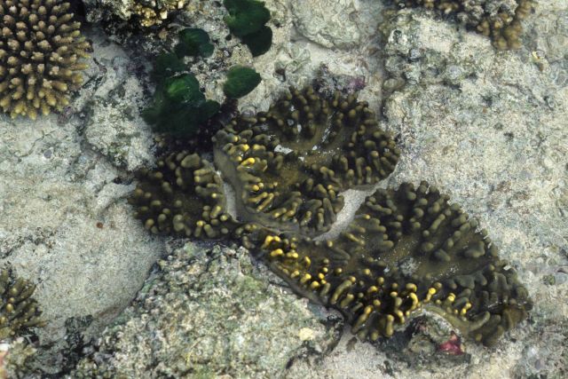 Heron Island Picture