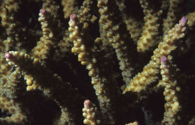 One Tree Reef Picture