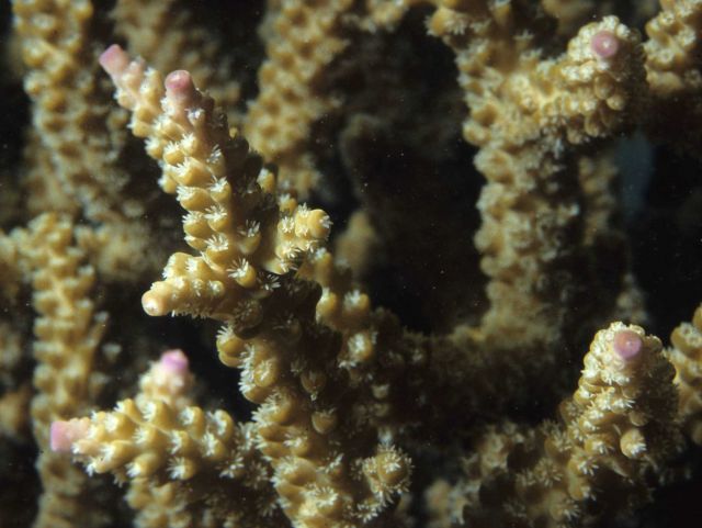 One Tree Reef Picture