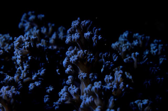One Tree Reef Picture