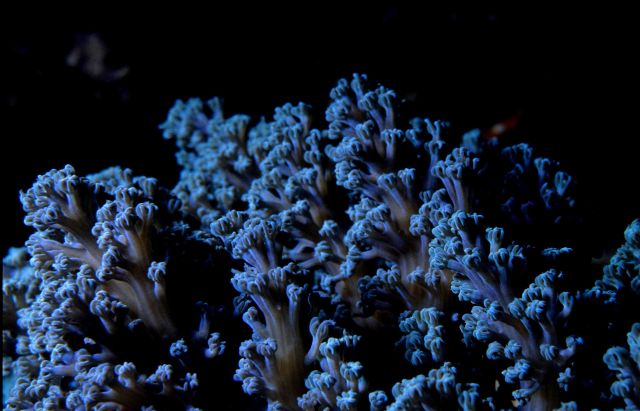One Tree Reef Picture