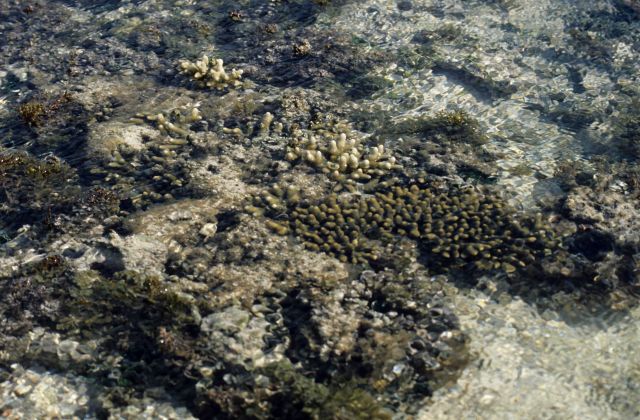 Heron Island Picture