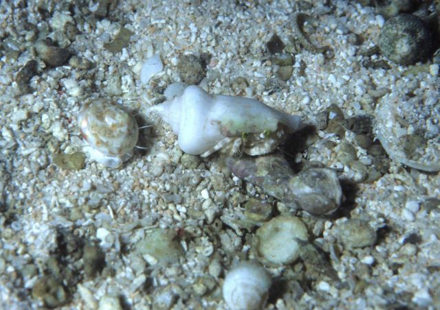 One Tree Reef Picture