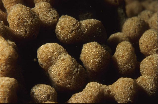 One Tree Reef Picture