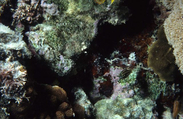 Heron Island Picture