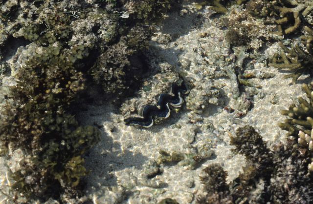 One Tree Reef Picture