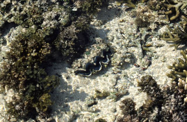 Heron Island Picture