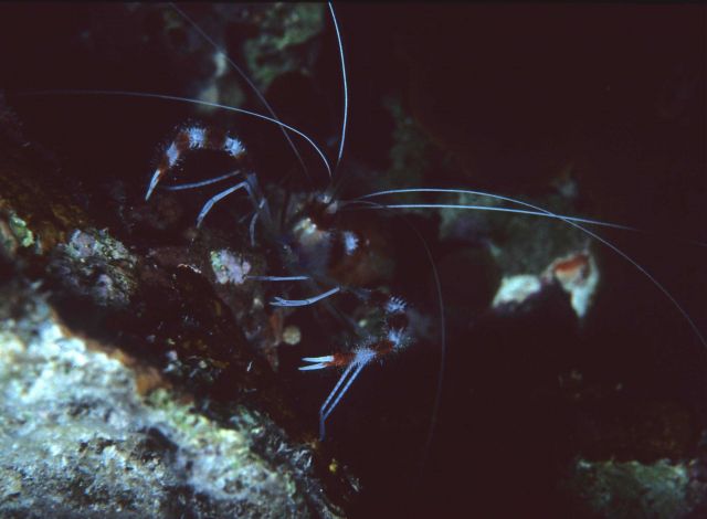 One Tree Reef Picture