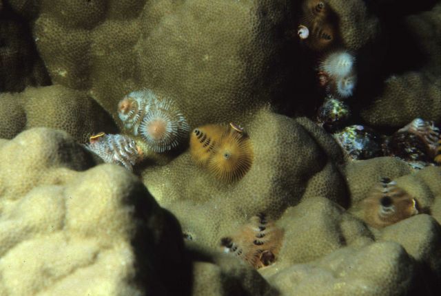 One Tree Reef Picture