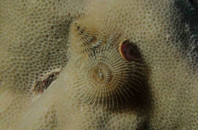One Tree Reef Picture