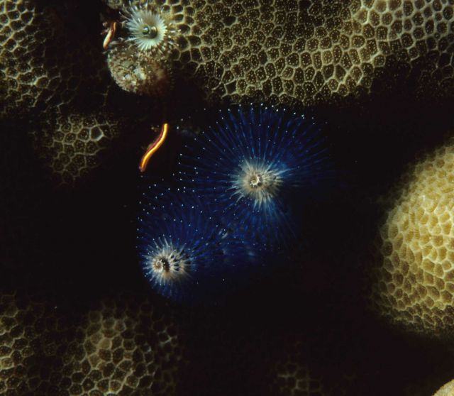 One Tree Reef Picture