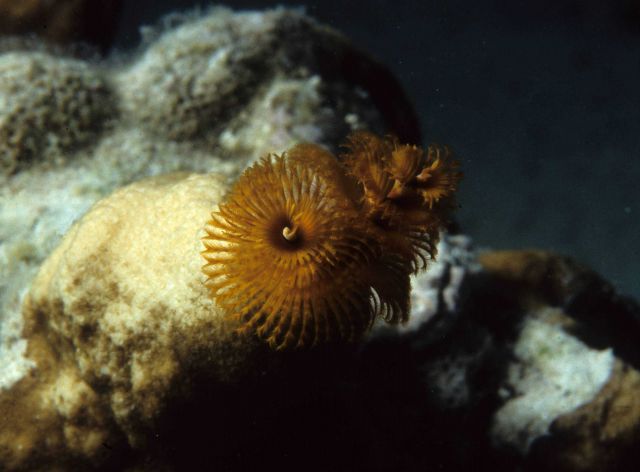 One Tree Reef Picture