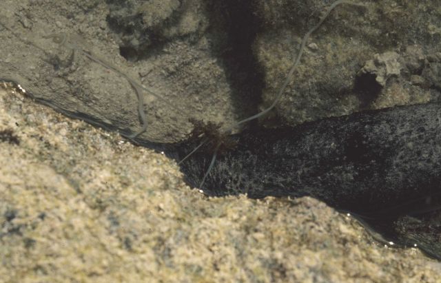 Heron Island Picture