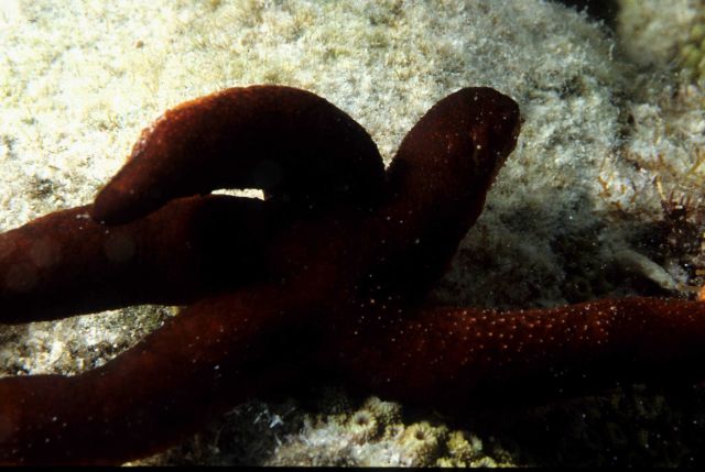 One Tree Reef Picture