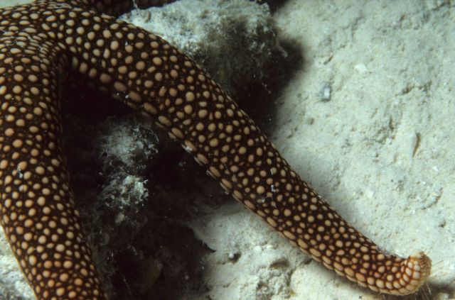One Tree Reef Picture