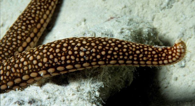 One Tree Reef Picture