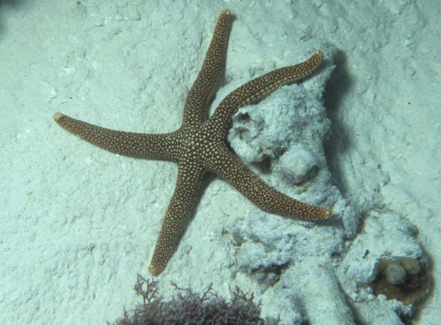 One Tree Reef Picture