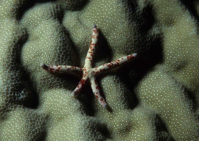One Tree Reef Picture