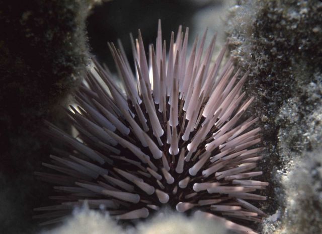 One Tree Reef Picture