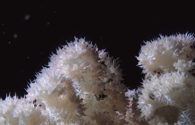 One Tree Reef Picture