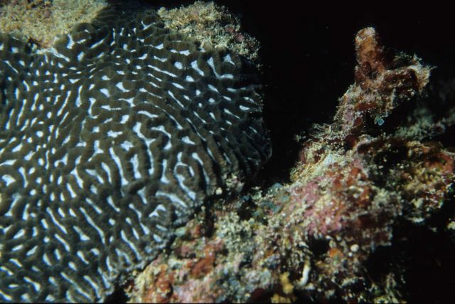 One Tree Reef Picture