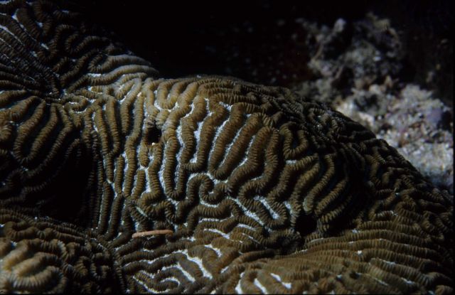 One Tree Reef Picture