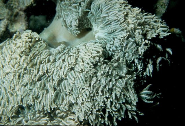 One Tree Reef Picture
