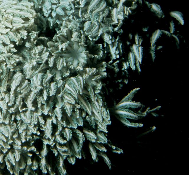 One Tree Reef Picture