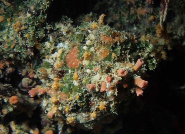 One Tree Reef Picture