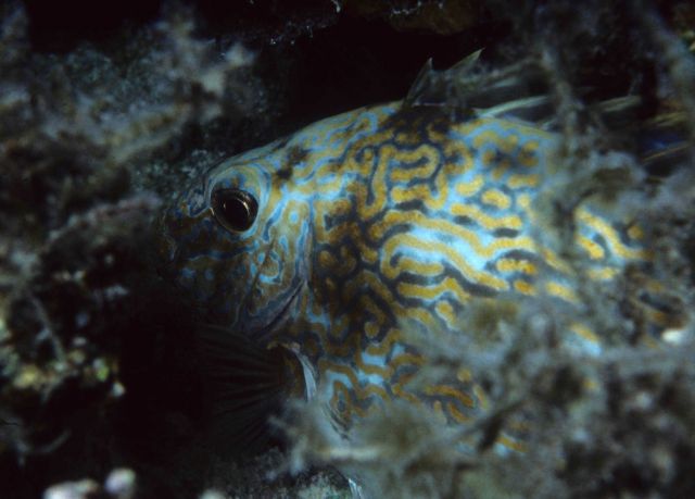 One Tree Reef Picture