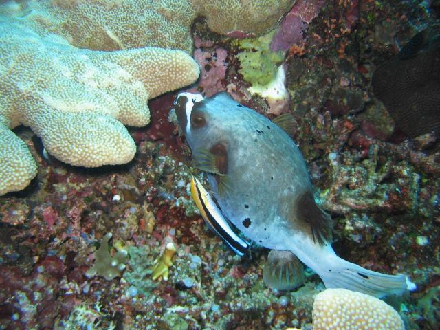 Blackspotted puffer (Arothron nigropuctatus) Picture