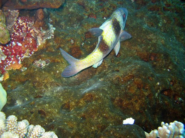 Doublebar goatfish (Parupeneus trifasciatus) Picture