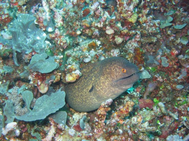 Giant moray (Gymnothorax javanicus) Picture