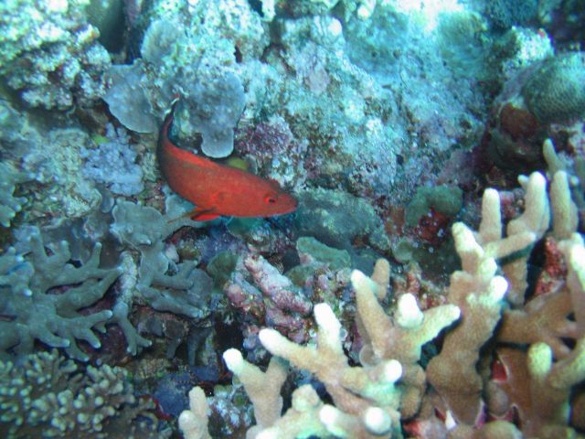 Unidentified red fish Picture