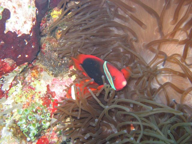 Red and black anemonefish (Amphiprion melanopus) Picture