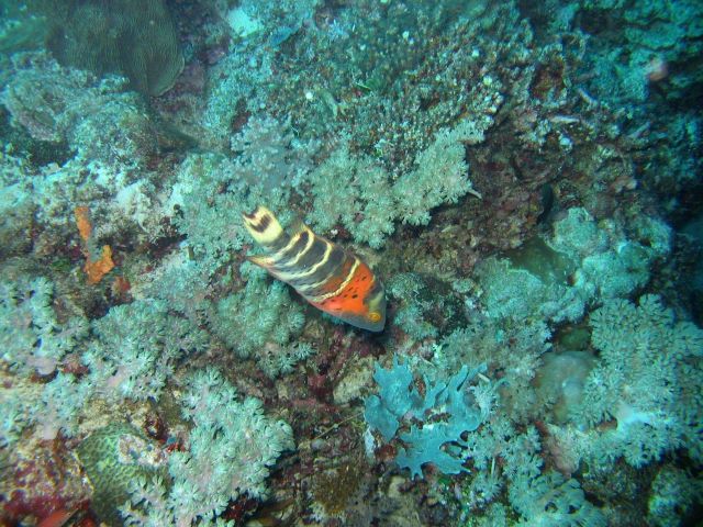 Redbreasted wrasse (Cheilinus fasciatus) Picture