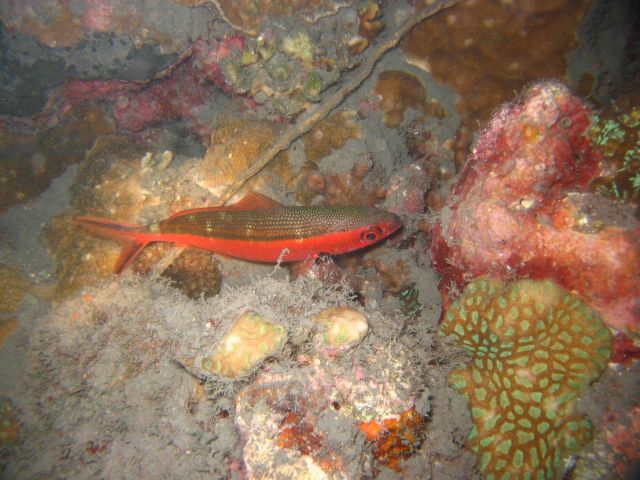 Red fish species? Picture