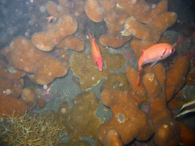 A squirrelfish and a soldierfish. Picture