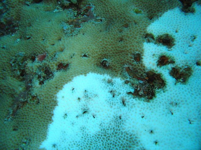 Bleached coral Picture