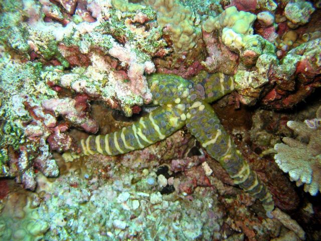 Sea star (Echinaster callosus) Picture
