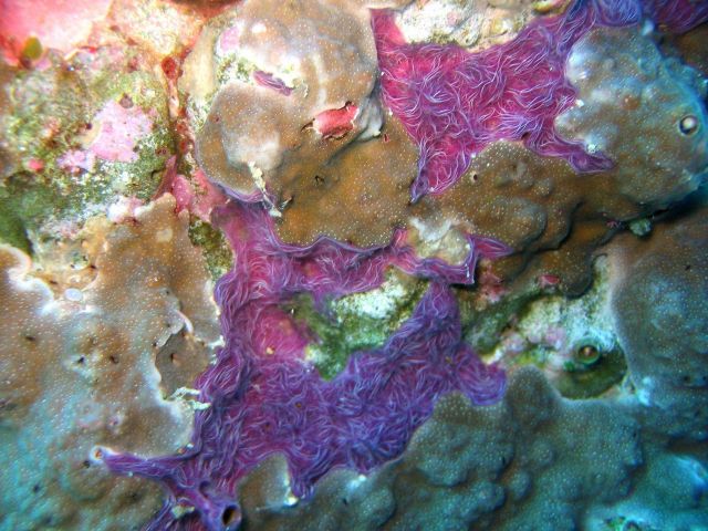 Unidentified purple material Picture
