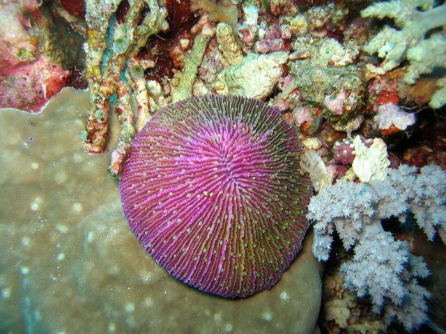 Mushroom coral (Fungia sp.) Picture