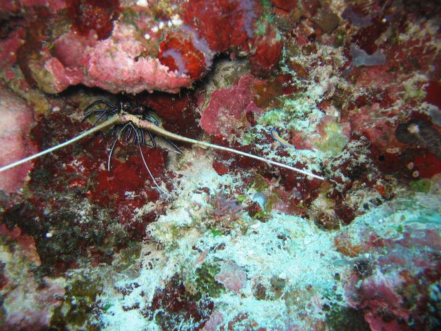 Lobster (Palinurus versicolor) Picture