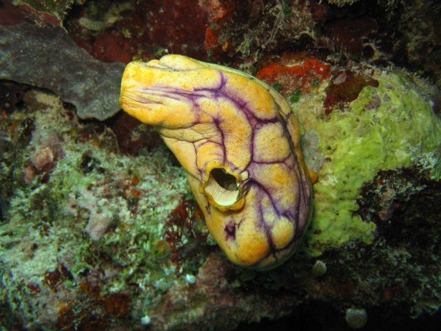 Tunicate (Polycarpa aurata) Picture