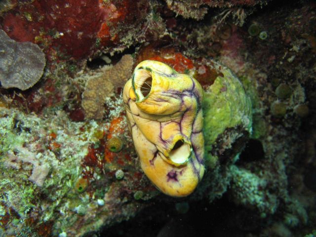 Tunicate (Polycarpa aurata) Picture